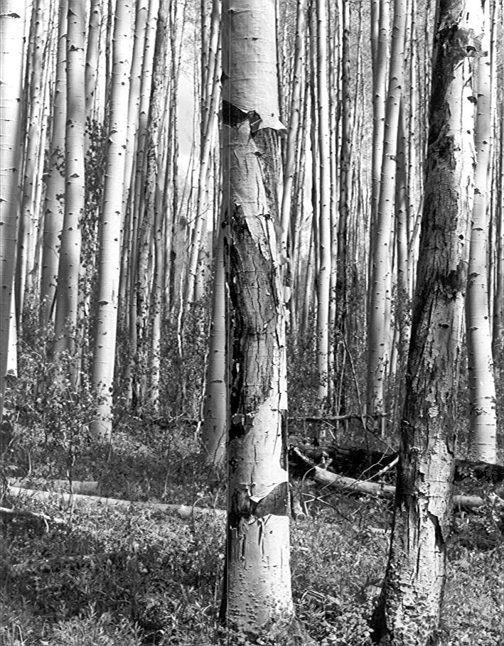 14'' aspen girdled by sooty-bark canker