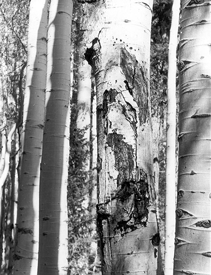 Sooty-bark canker on 18'' aspen
