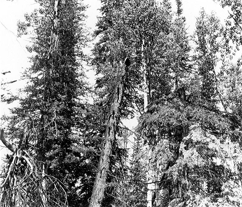 17.4'' alpine fir broken off at 25' above ground