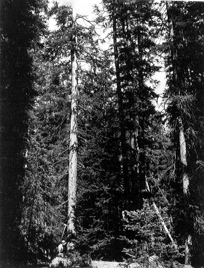 Tree 460 with recent broken top and lightning scar 22' to top at 65'