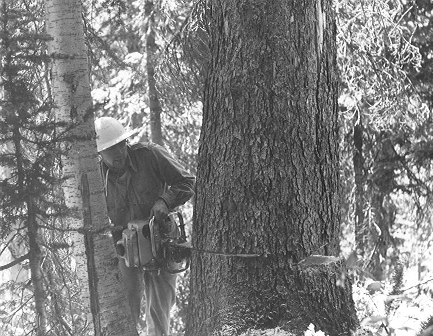 Bob Irwin felling a large beetle killed spruce for study