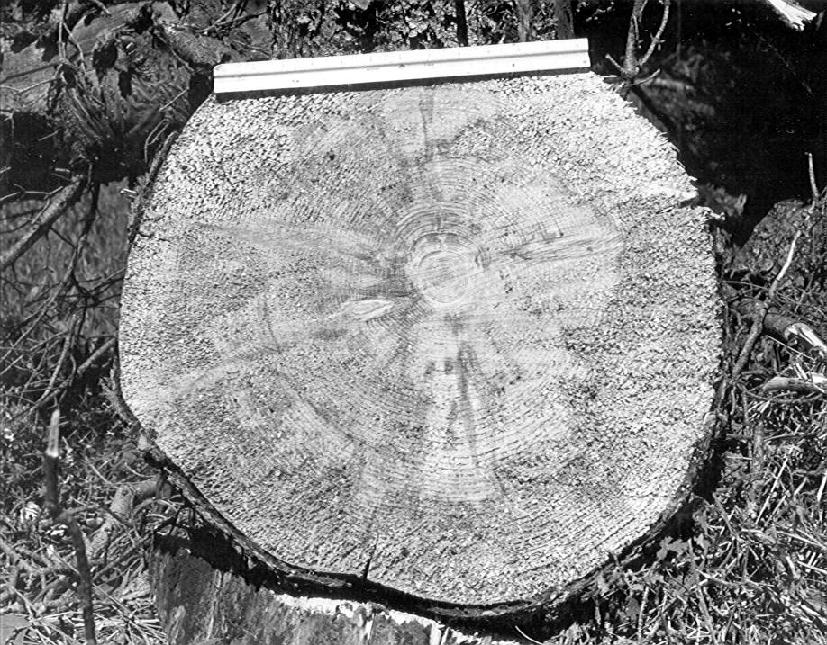 Cross section of tree no. 2449, Pyramid Plot K-O, at 1' showing sap rot and blue stain