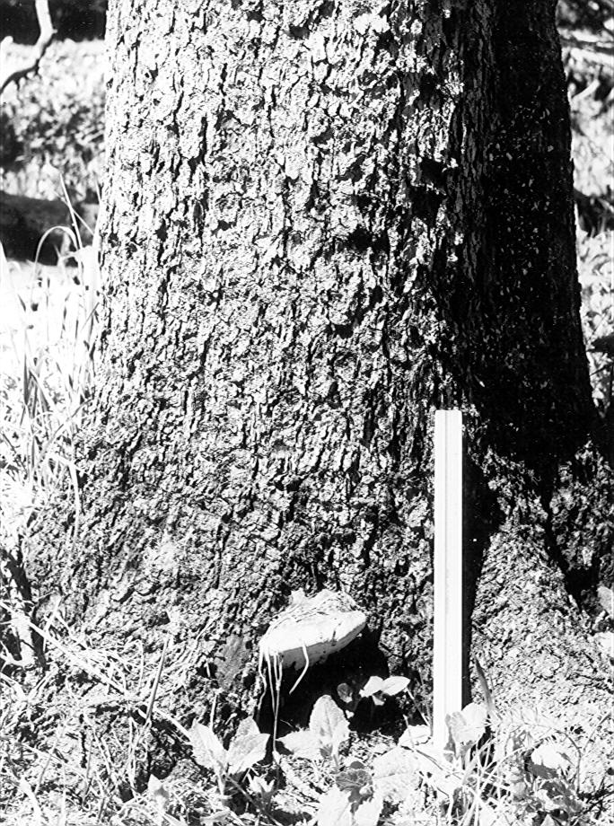 18'' beetle-killed spruce with F. pinicola sporophore at the base