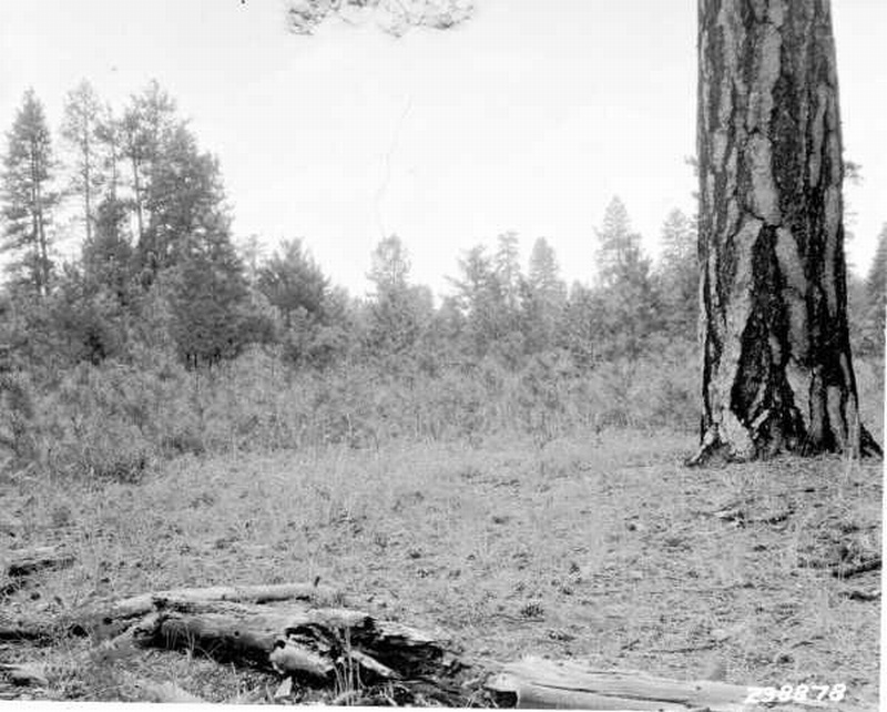 Western yellow pine reproduction on south side of group of trees