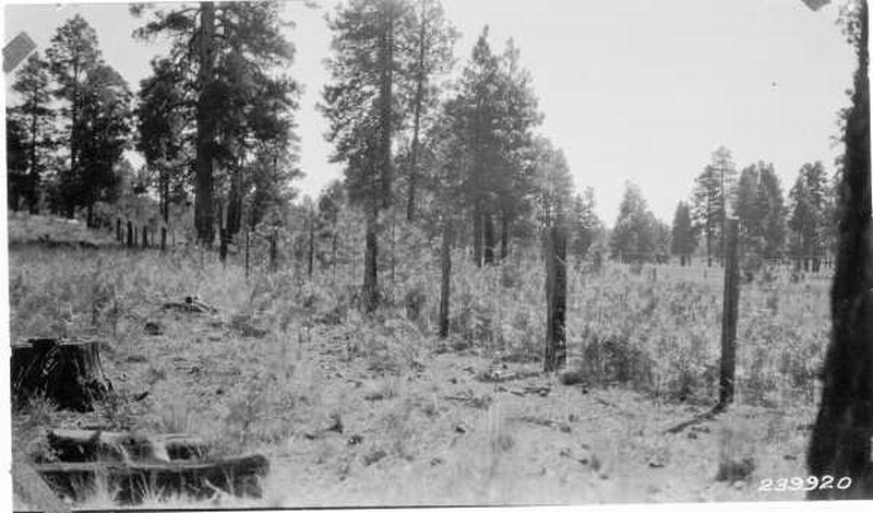 reproduction of ponderosa pine 