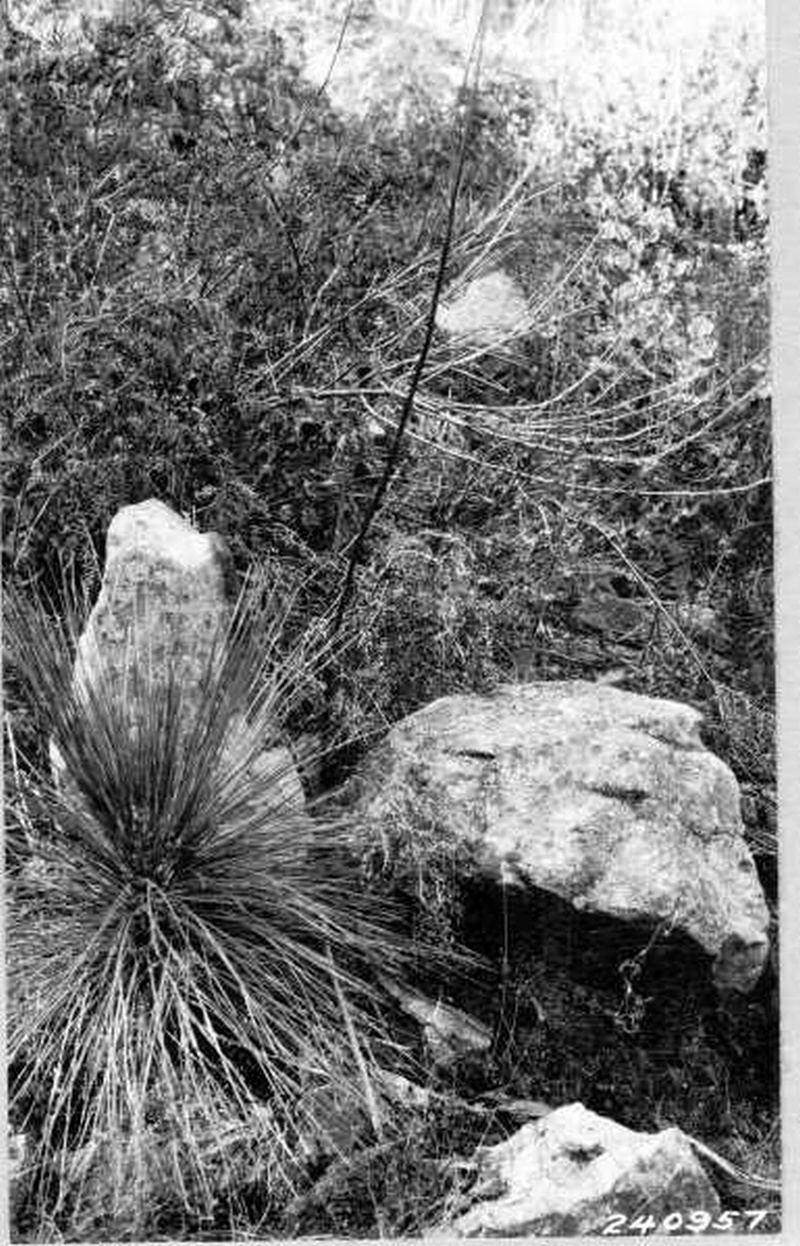 Apache pine seedling
