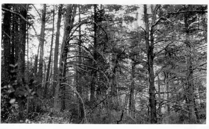 Mature stand of Arizona Cypress