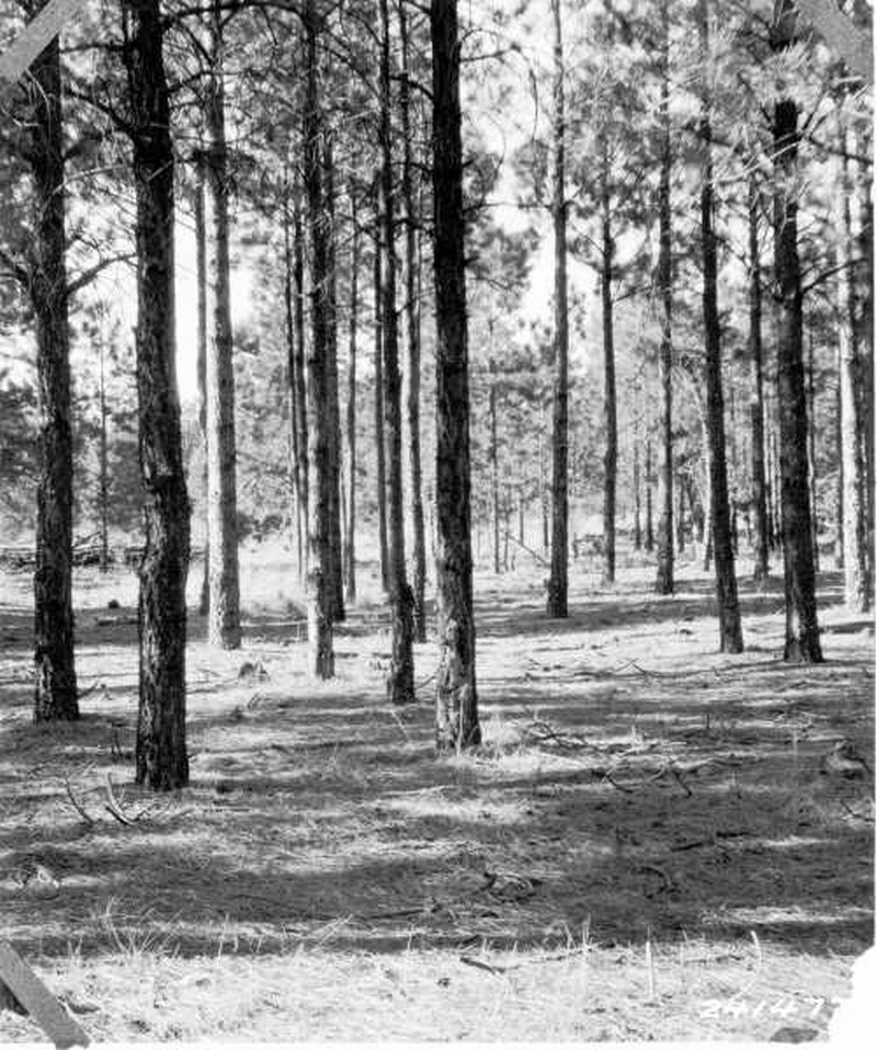 Thinning Plot