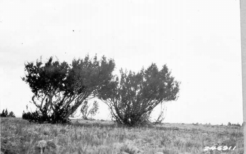 Antelope damage, junipers 