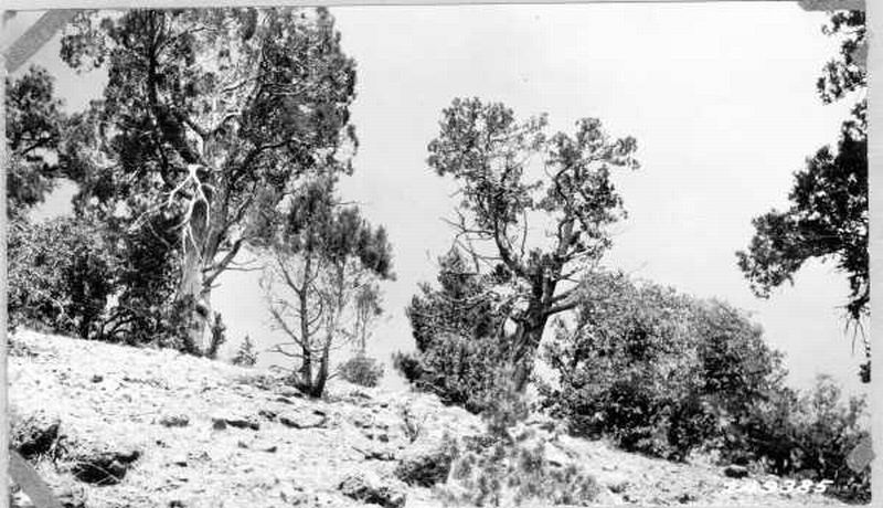 Deer damage to juniper 