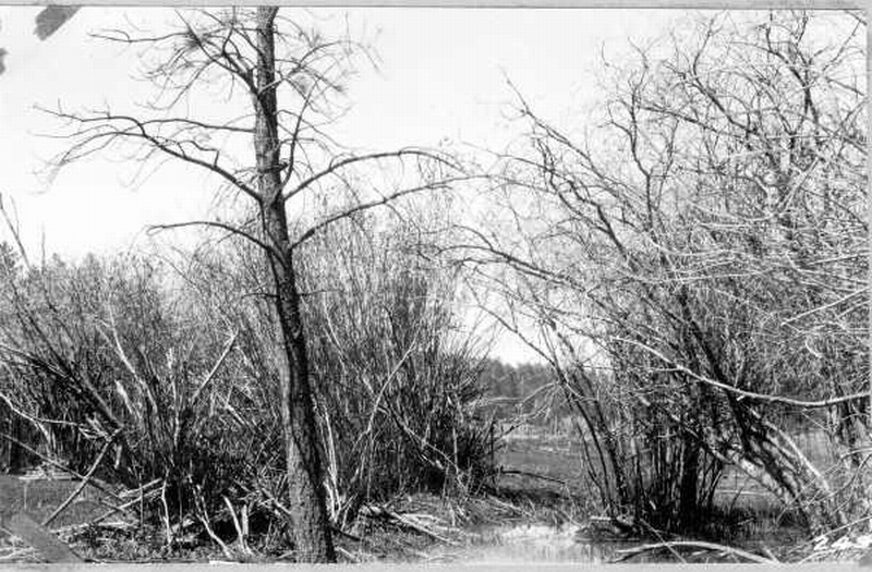 Willows broken down and browsed off by elf, Sitgreaves