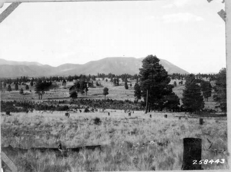 Experimental plantation of western yellow pine within old cutting 3 miles southwest of Flagstaff