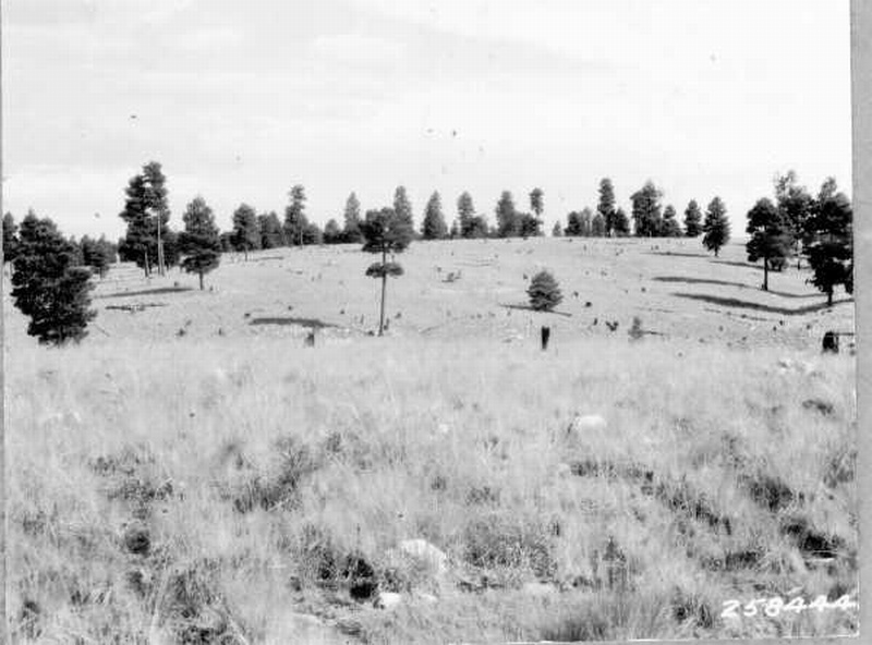 Western yellow pine forest south of Flagstaff, Arizona, logged between 1880 and 1890