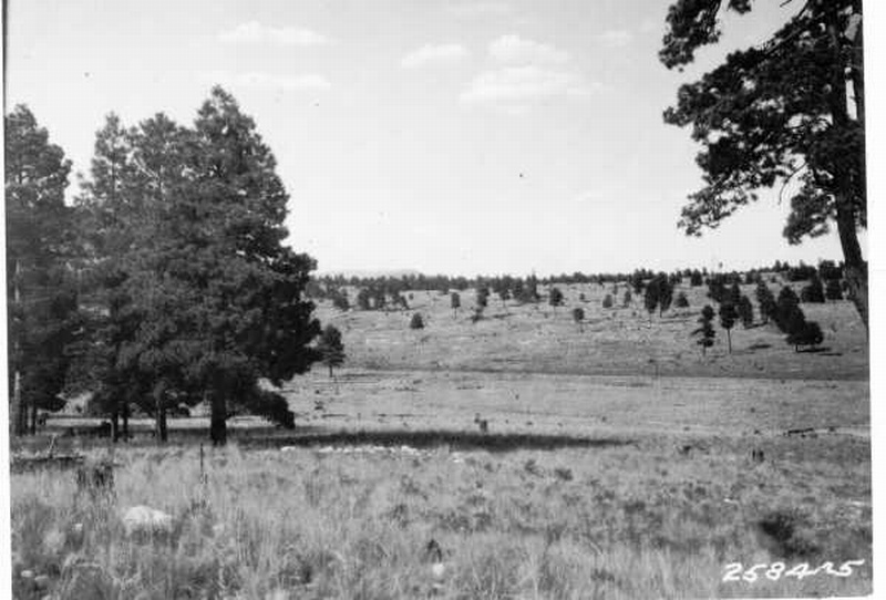 Western yellow pine forest south of Flagstaff, Arizona, logged between 1880 and 1890