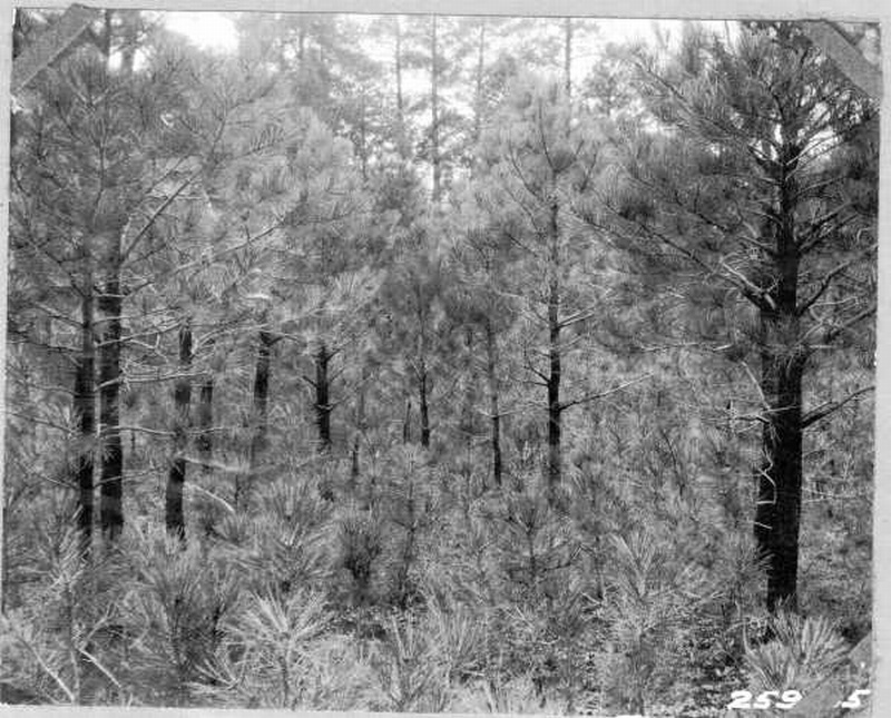 Reproduction of ponderosa pine
