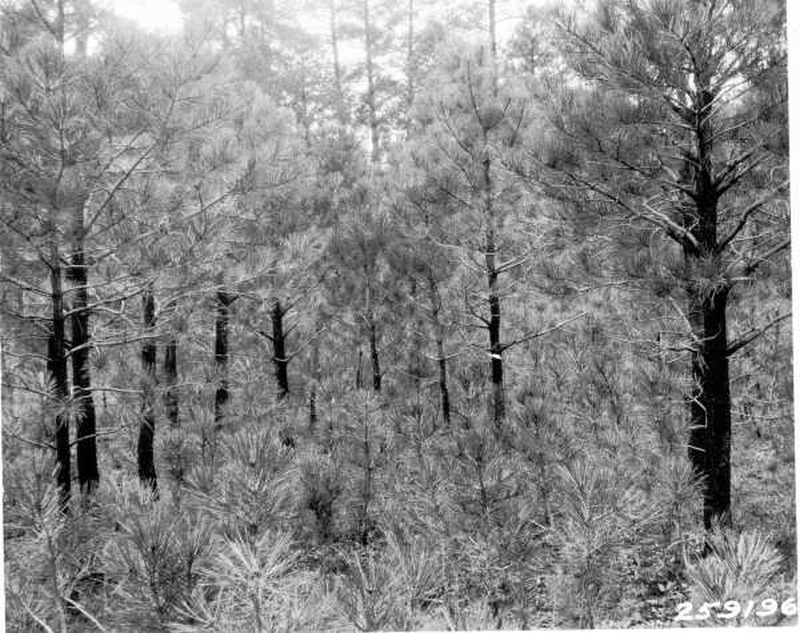 Reproduction of western yellow pine