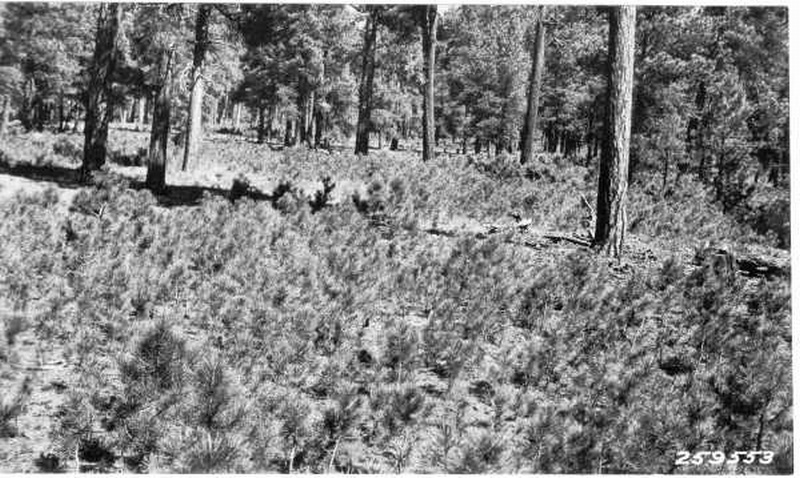 Advance reproduction in virgin stand of western yellow pine Advance reproduction in virgin stand of western yellow pine