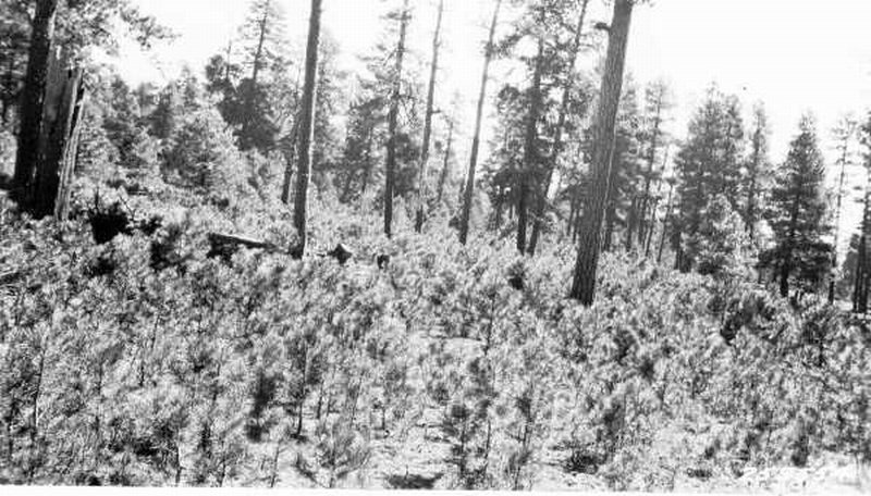 Advance reproduction in virgin stand of western yellow pine Advance reproduction in virgin stand of western yellow pine