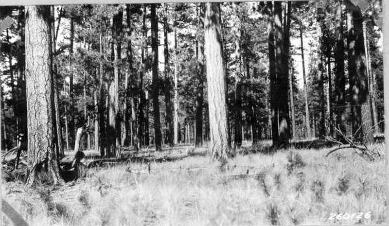Heavy stand of ponderosa pine