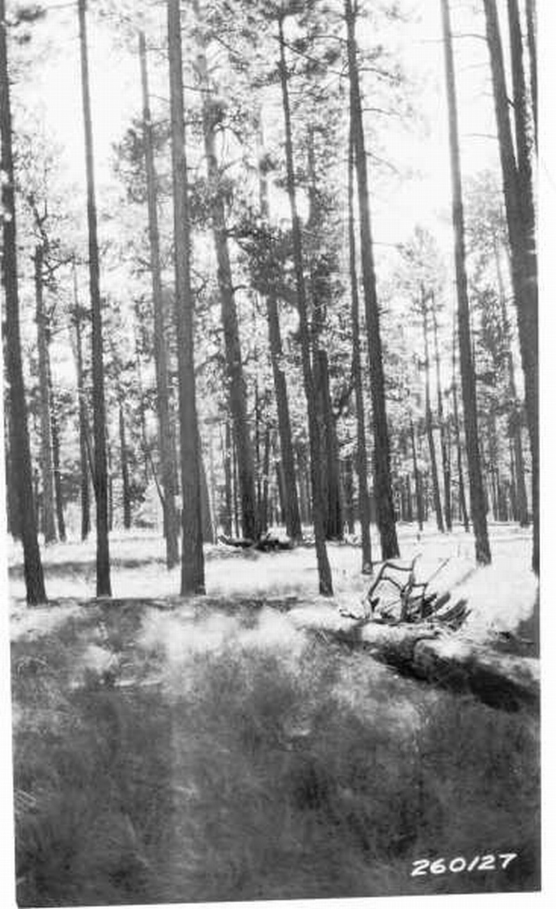 Heavy stand of western yellow pine