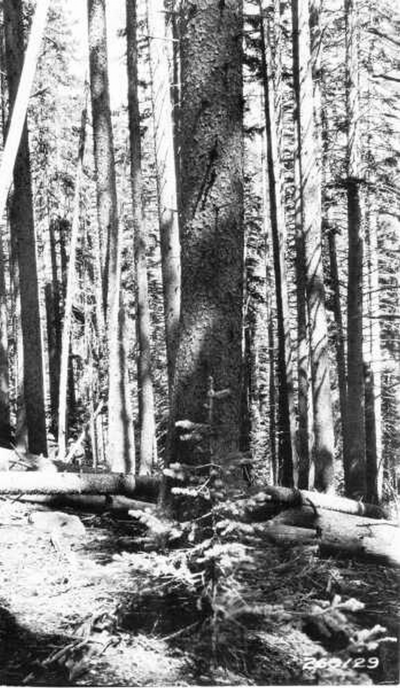 Heavy stand of Engelmann spruce