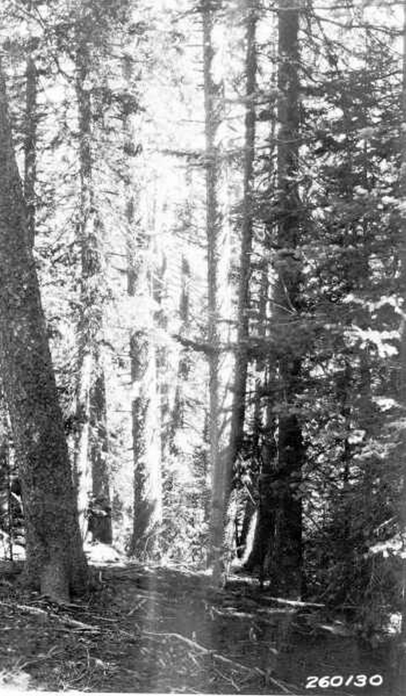 Heavy stand of Engelmann spruce