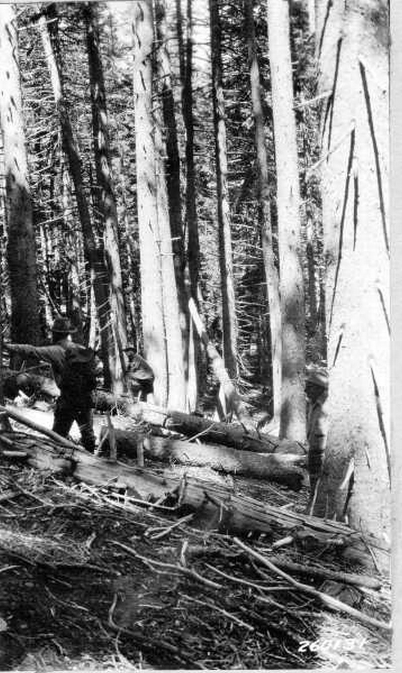 Heavy stand of Engelmann spruce