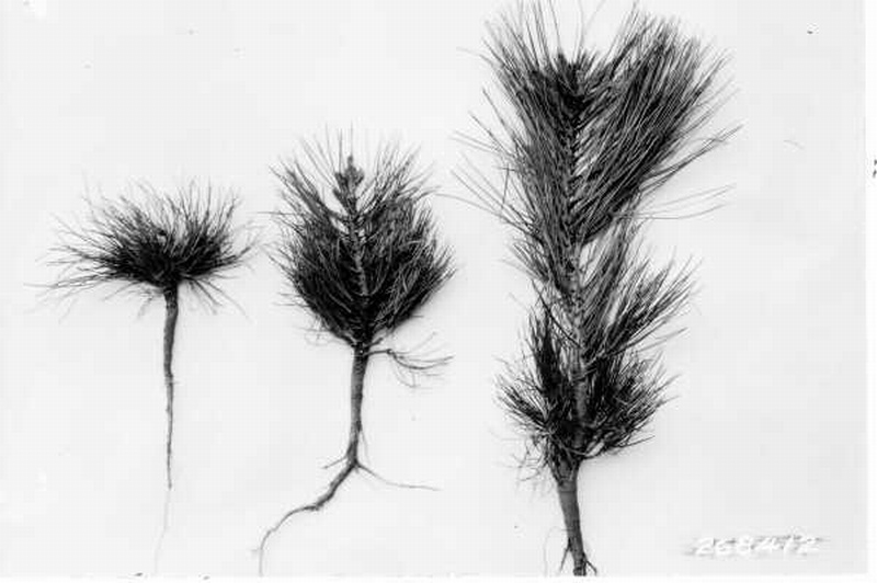 Ponderosa pine seedlings showing different stages of recovery from grazing damage