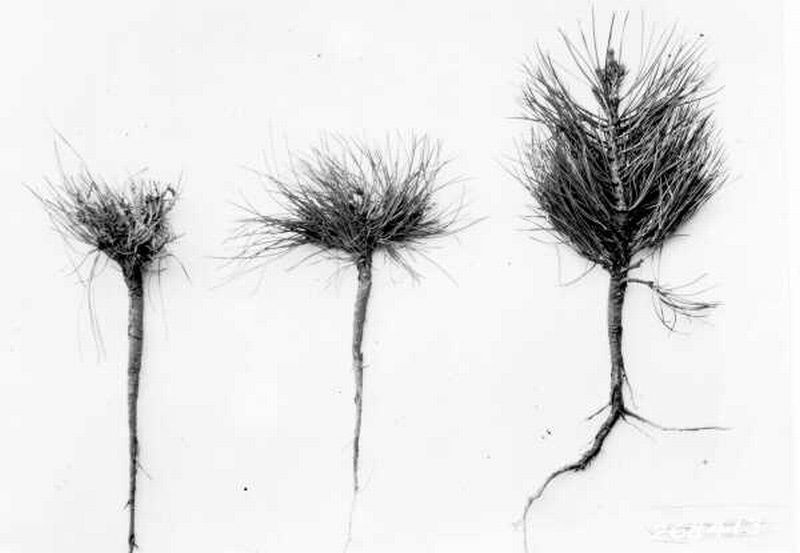 Ponderosa pine seedlings 13 years old (1919) showing different stages of recovery from grazing damage