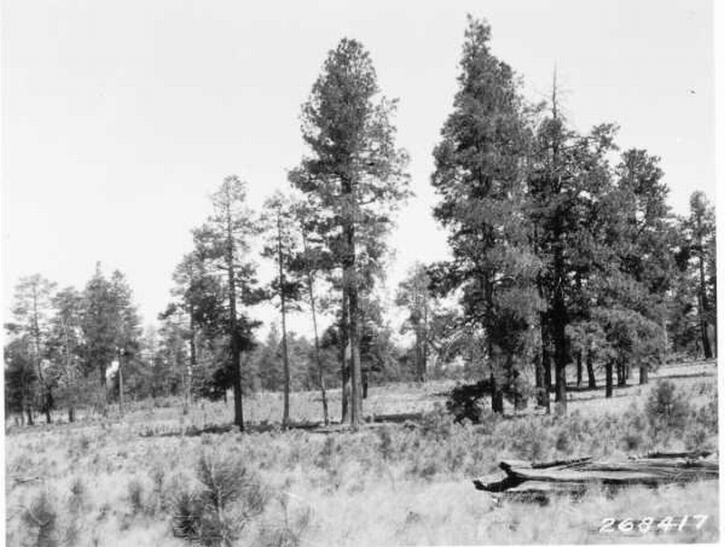 Reproduction of ponderosa pine 13 years old, all after cutting