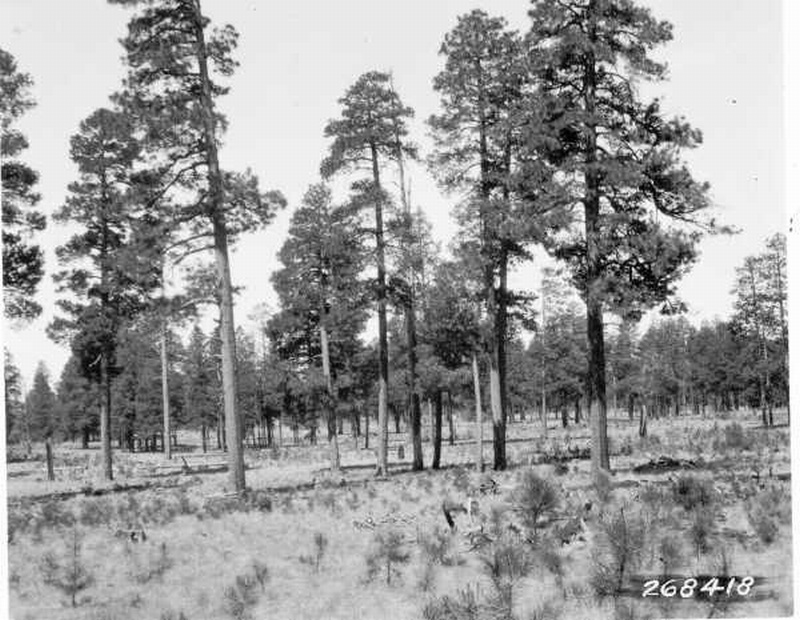 Reproduction of ponderosa pine 13 years old, all after cutting Reproduction of ponderosa pine 13 years old, all after cutting