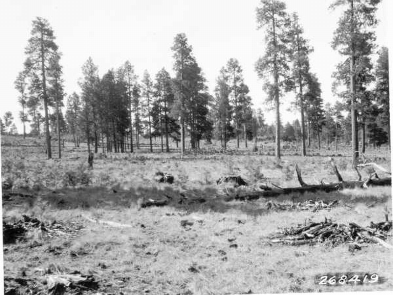 Reproduction of ponderosa pine 13 years old, all after cutting Reproduction of ponderosa pine 13 years old, all after cutting