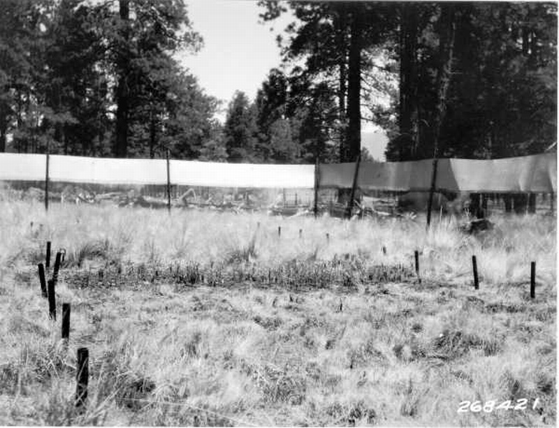 Dense stand of 3-year-old seedlings on denuded plot