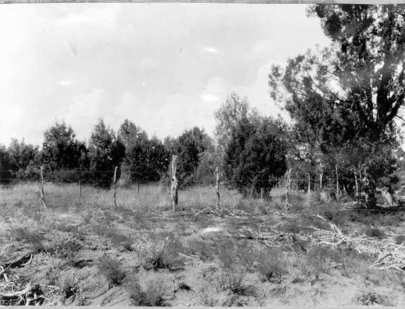 Southeast corner of Payson exclosure