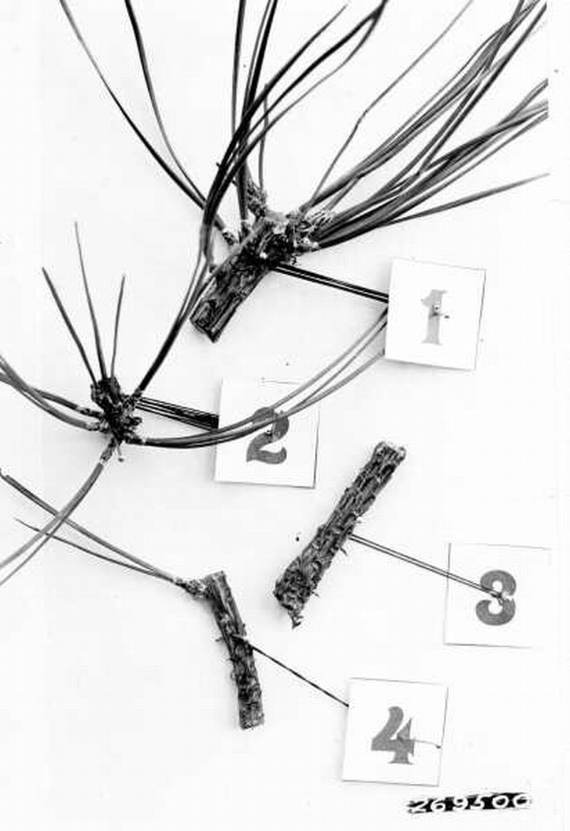 Special studies development of fascicle buds