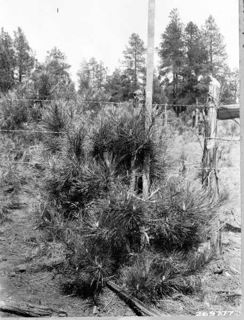 Cooperrider-Cassidy study