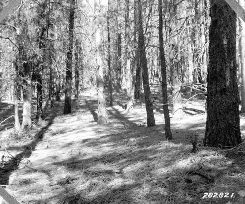 Excellent mat of leaf litter in a 40-year-old stand of ponderosa pine