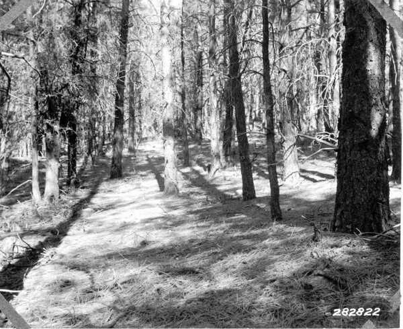 Excellent mat of leaf litter in a 40-year-old stand of ponderosa pine
