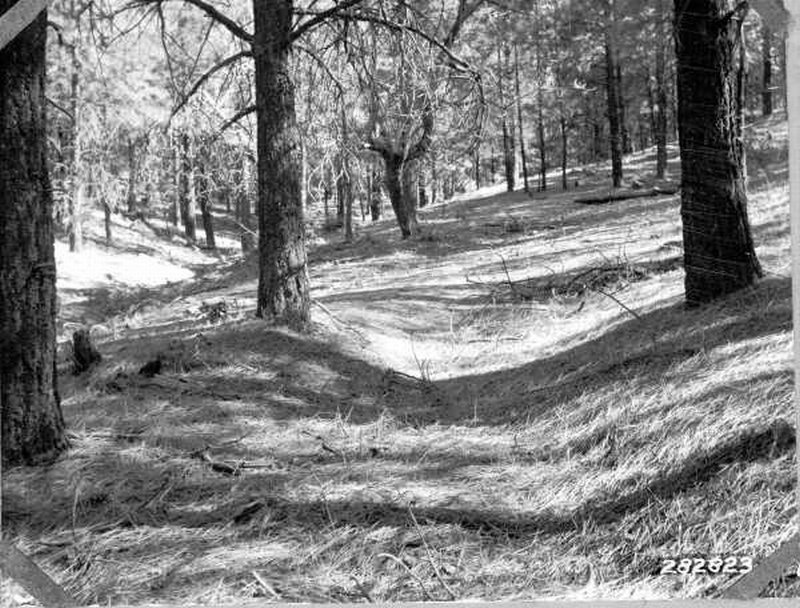 An old gully sealed by needle litter 