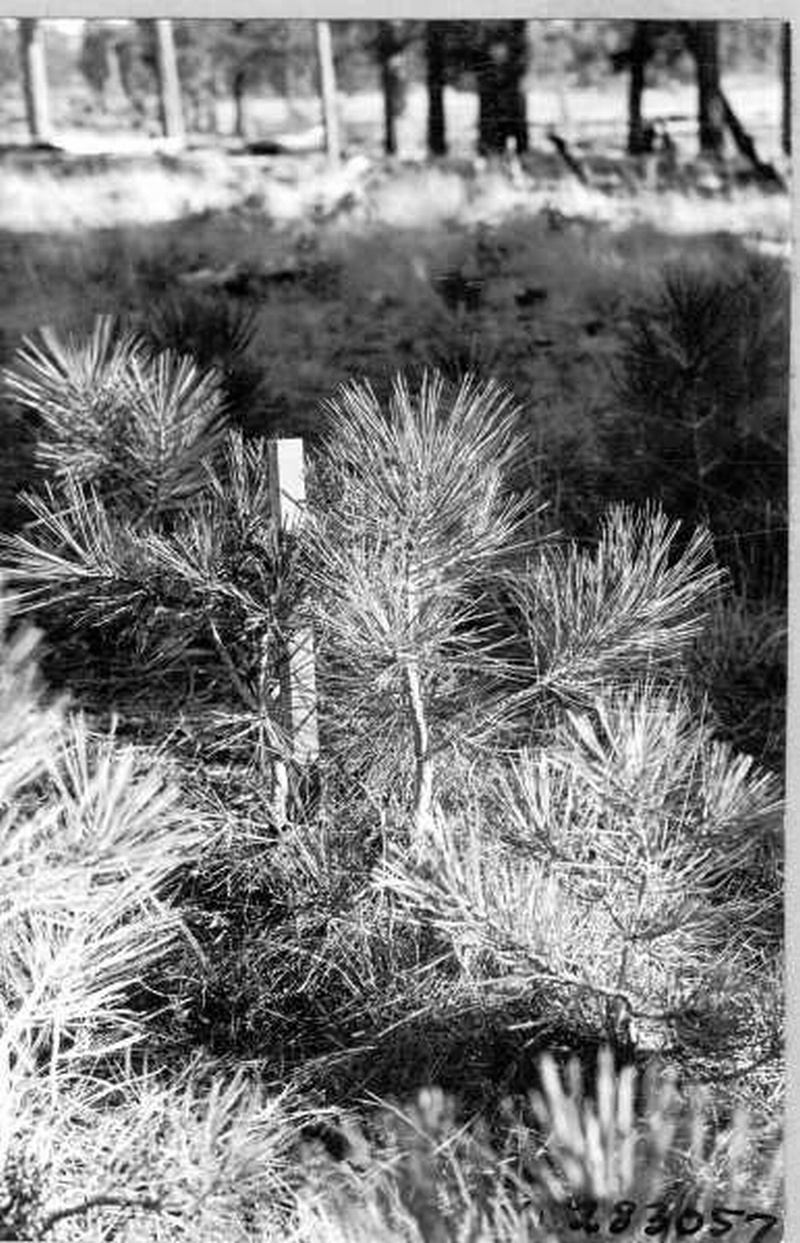 Specimen 25 (by ruler)