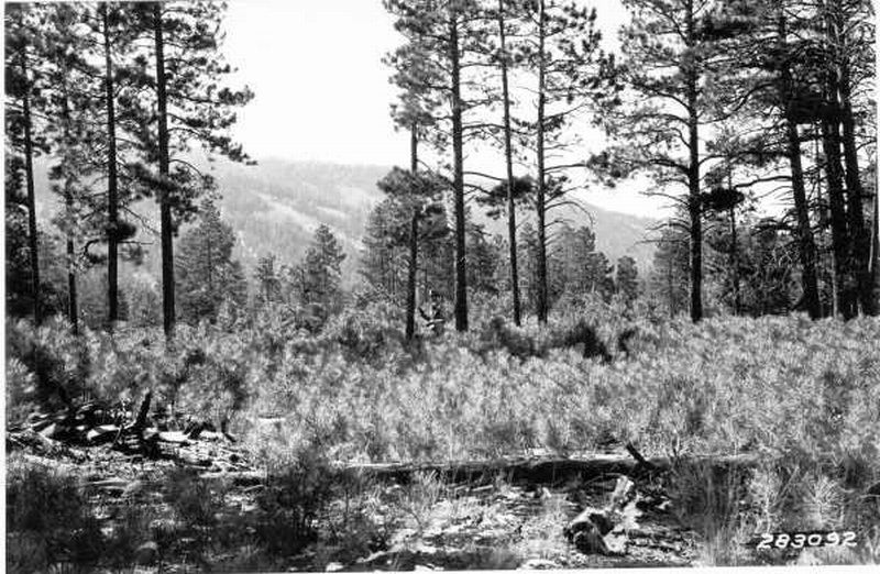 General view of reproduction, Kendrick sheep range