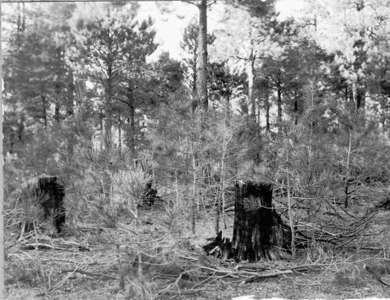 Good reproduction of ponderosa pine on cutover area about 50 years old