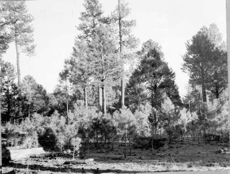 Three distinct age classes in the Fort Valley Experimental Forest