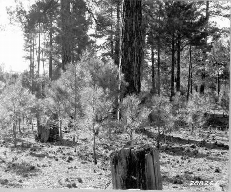 Complete restocking on 40-year-old cutover area of ponderosa pine