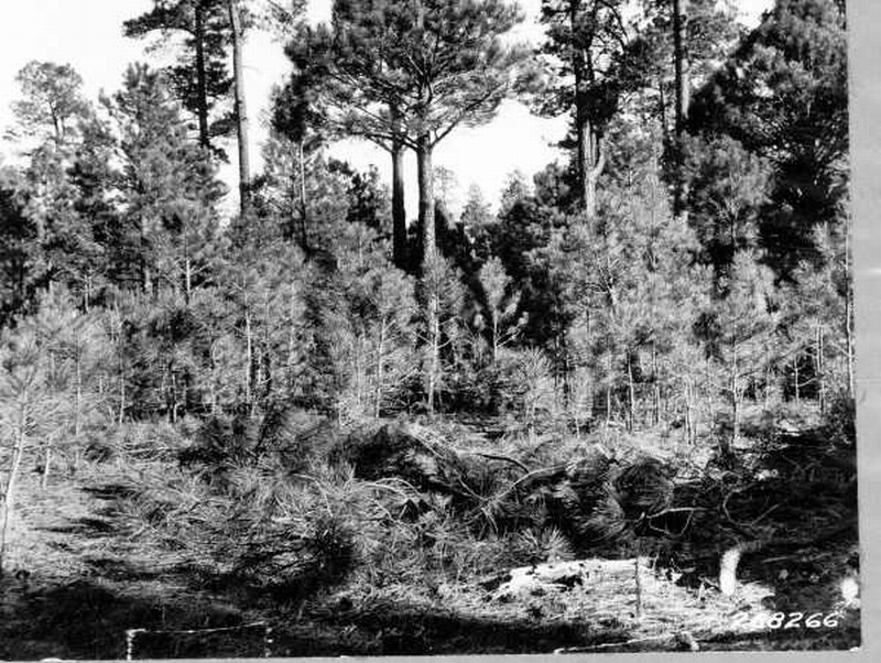 Live branches pruned from 