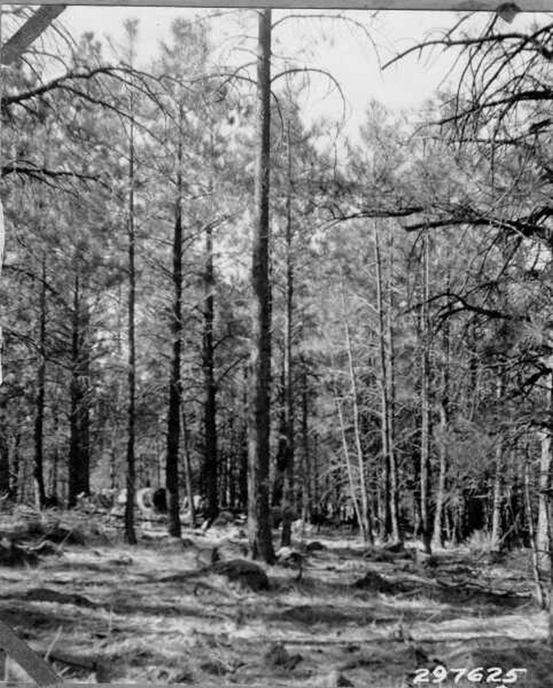 Timber-stand impovement