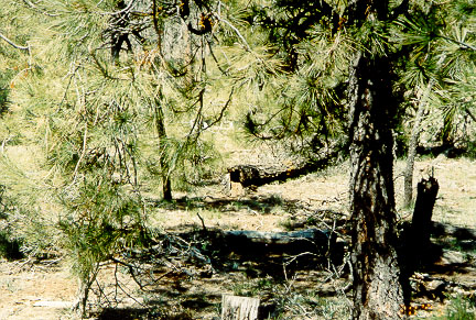 A marked fallen snag indicates the watershed boundary of Bar M