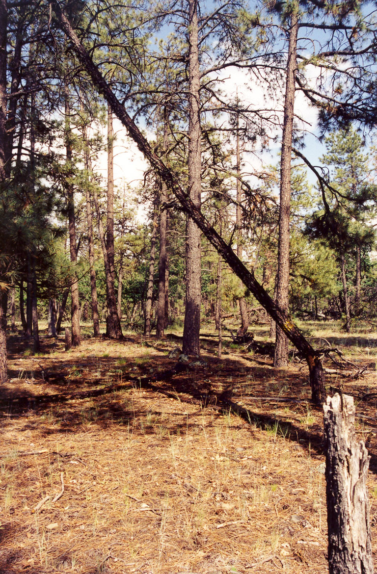 A marked snag indicates the watershed boundary of Woods Canyon