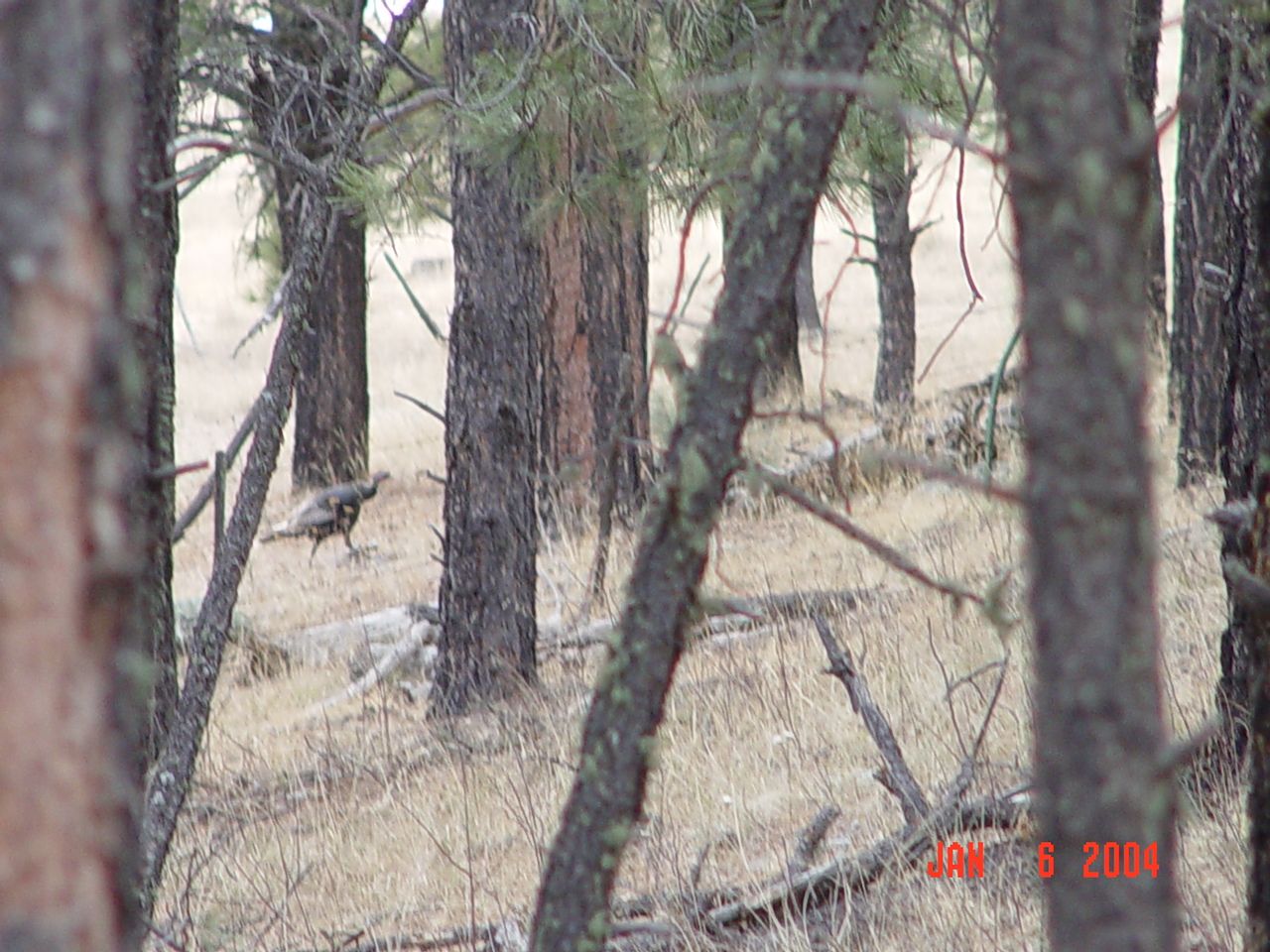 A Wild Turkey