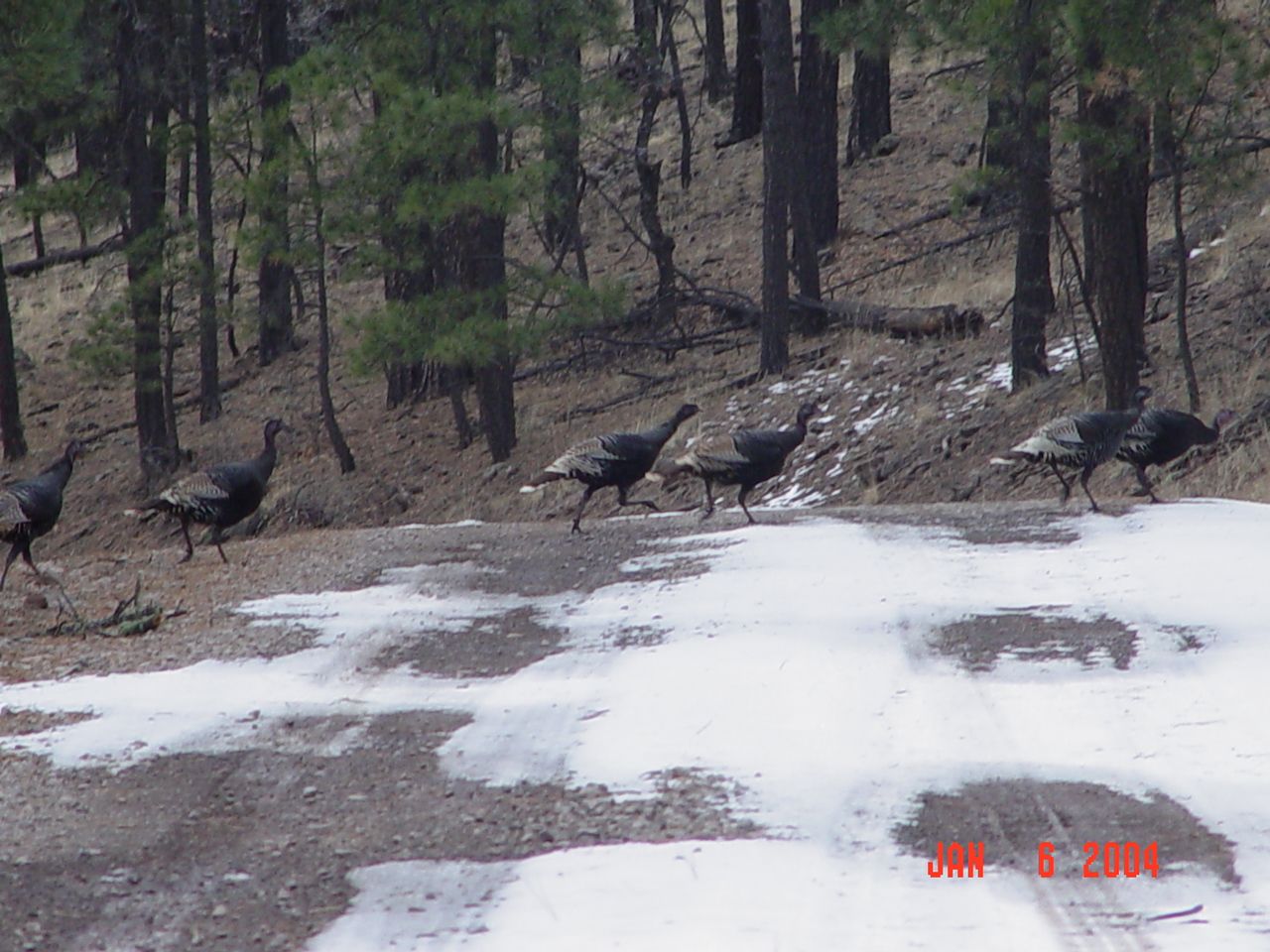 A flock of wild turkeys is crossing the road.